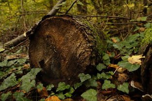 ()松脂()森林()琥珀,松脂能形成琥珀的松树有哪些