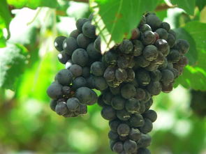 罗纳河谷葡萄品种,罗纳河谷葡萄品种大全