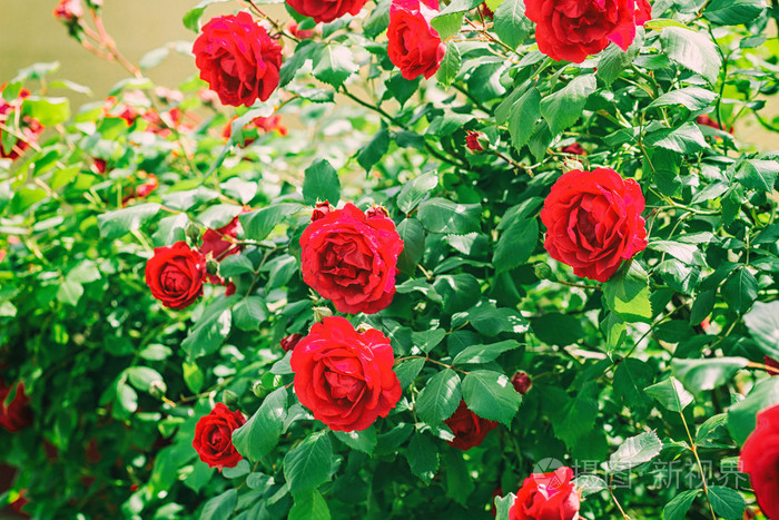 玫瑰花园txt,玫瑰花园图片唯美